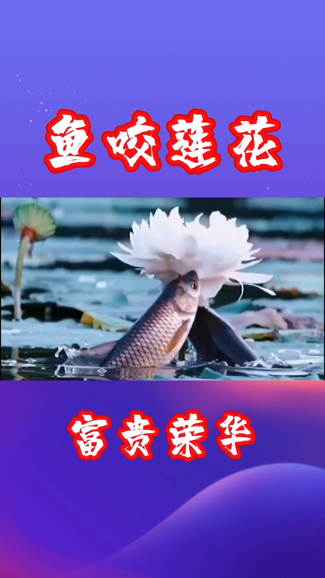 奶奶说 鱼咬莲花非常罕见 要运气好到爆才可以看到要是