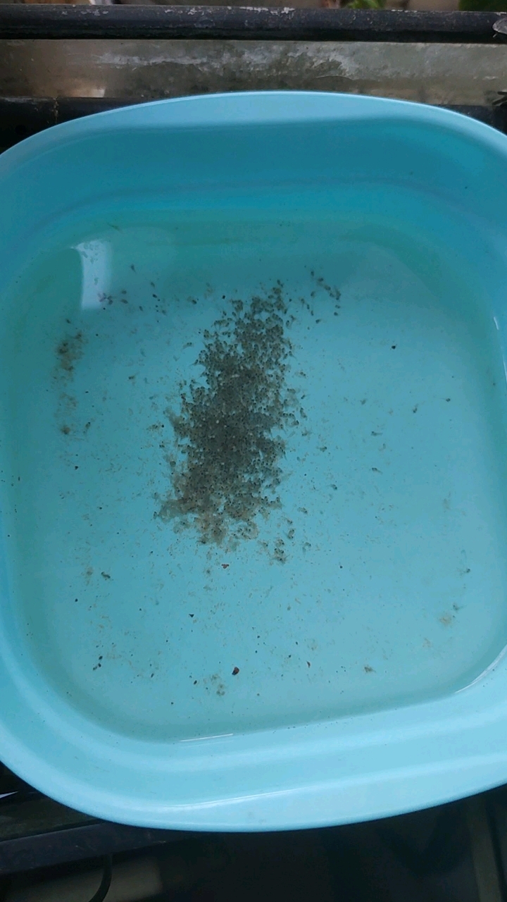 维生素对刚孵化燕鱼苗的影响