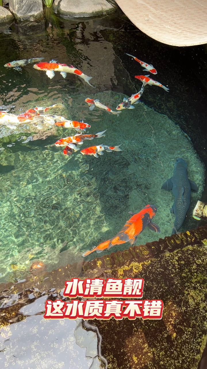 三天净水,不清包退#鱼池过滤器