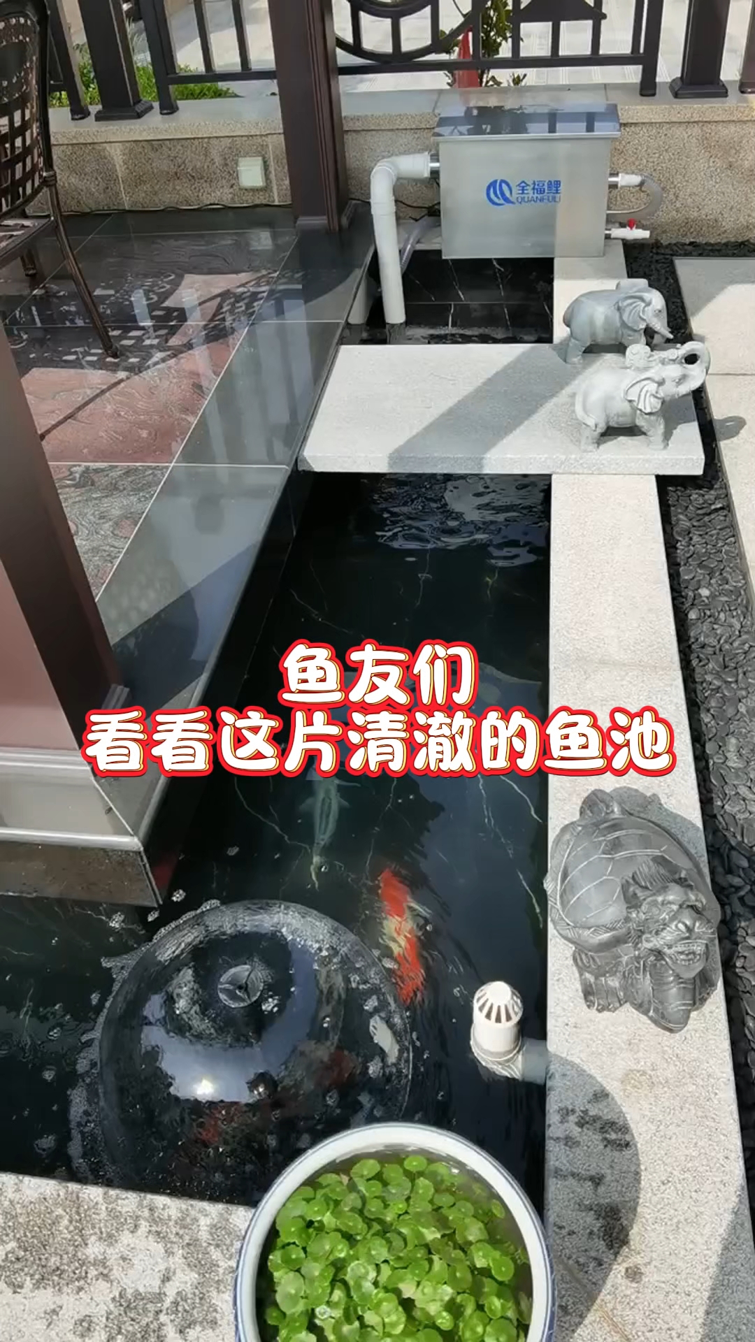 清澈的鱼池背后是有一台好用的鱼池过滤器#鱼池过滤器#庭院鱼池