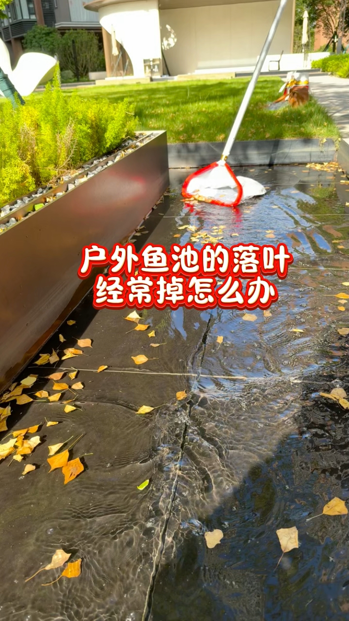 鱼池经常有落叶垃圾怎么办?#鱼池清洁捞网#庭院鱼池#别墅鱼池