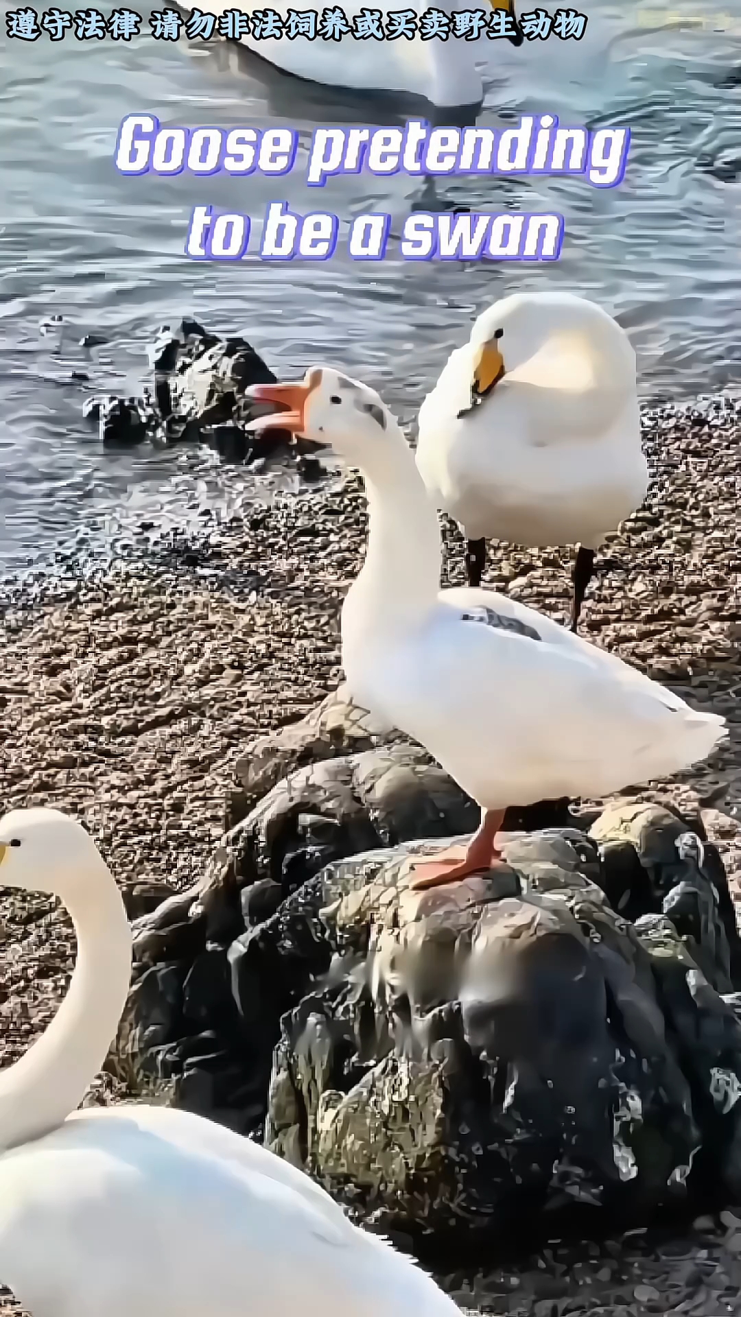 大鹅下单难产,女子用手帮它一把
