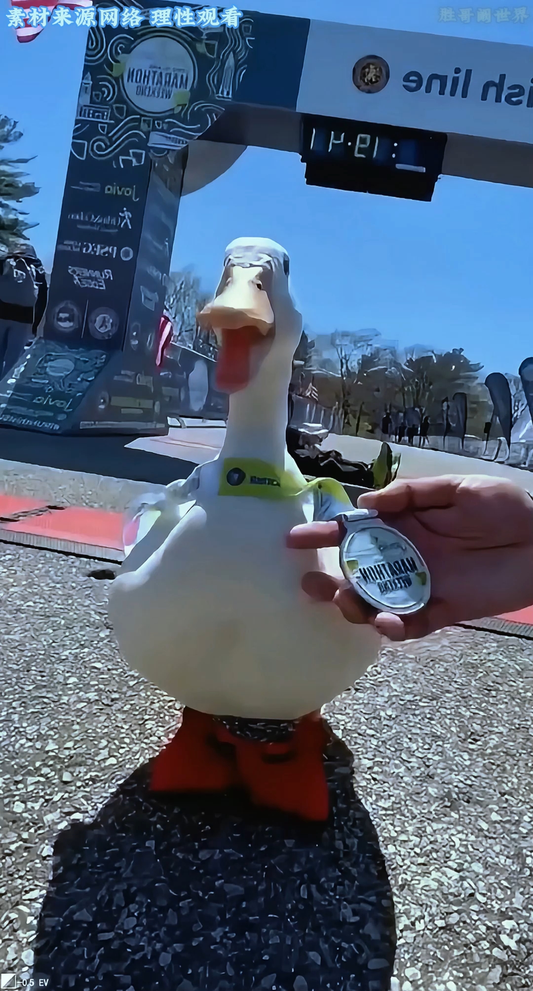 一只竟然参加过马拉松比赛的鸭子