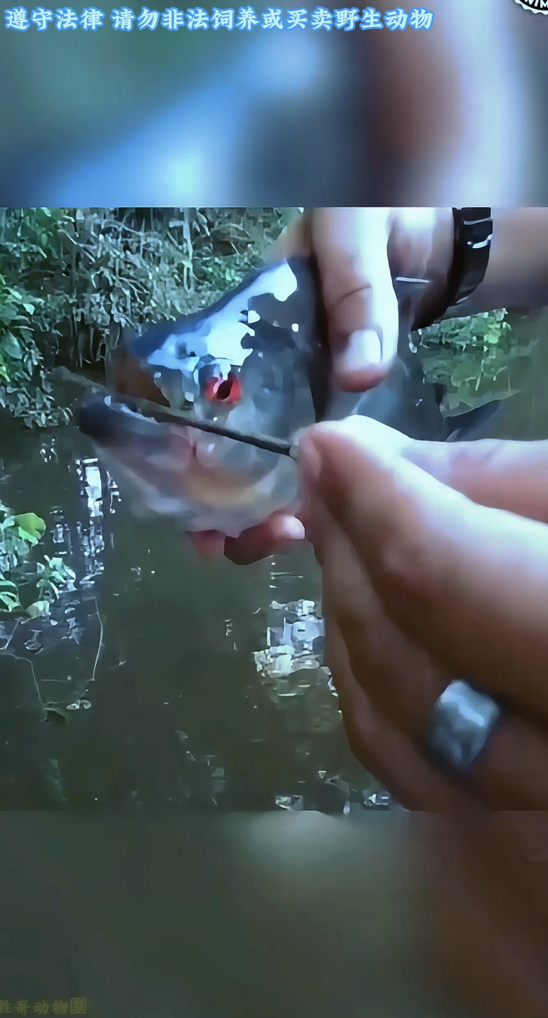 这个食人鱼长了一口人类的牙齿