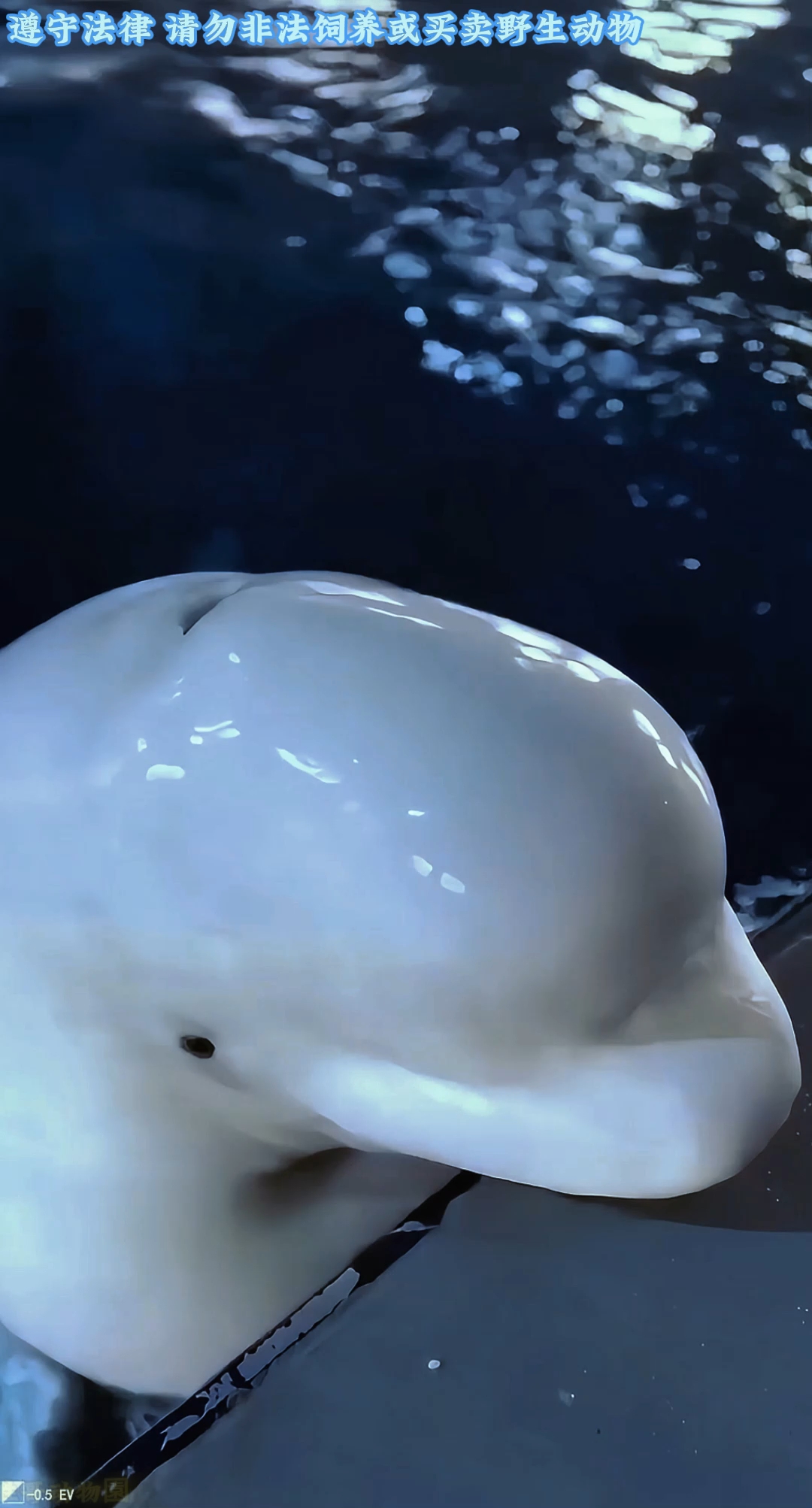 人类的好朋友白鲸