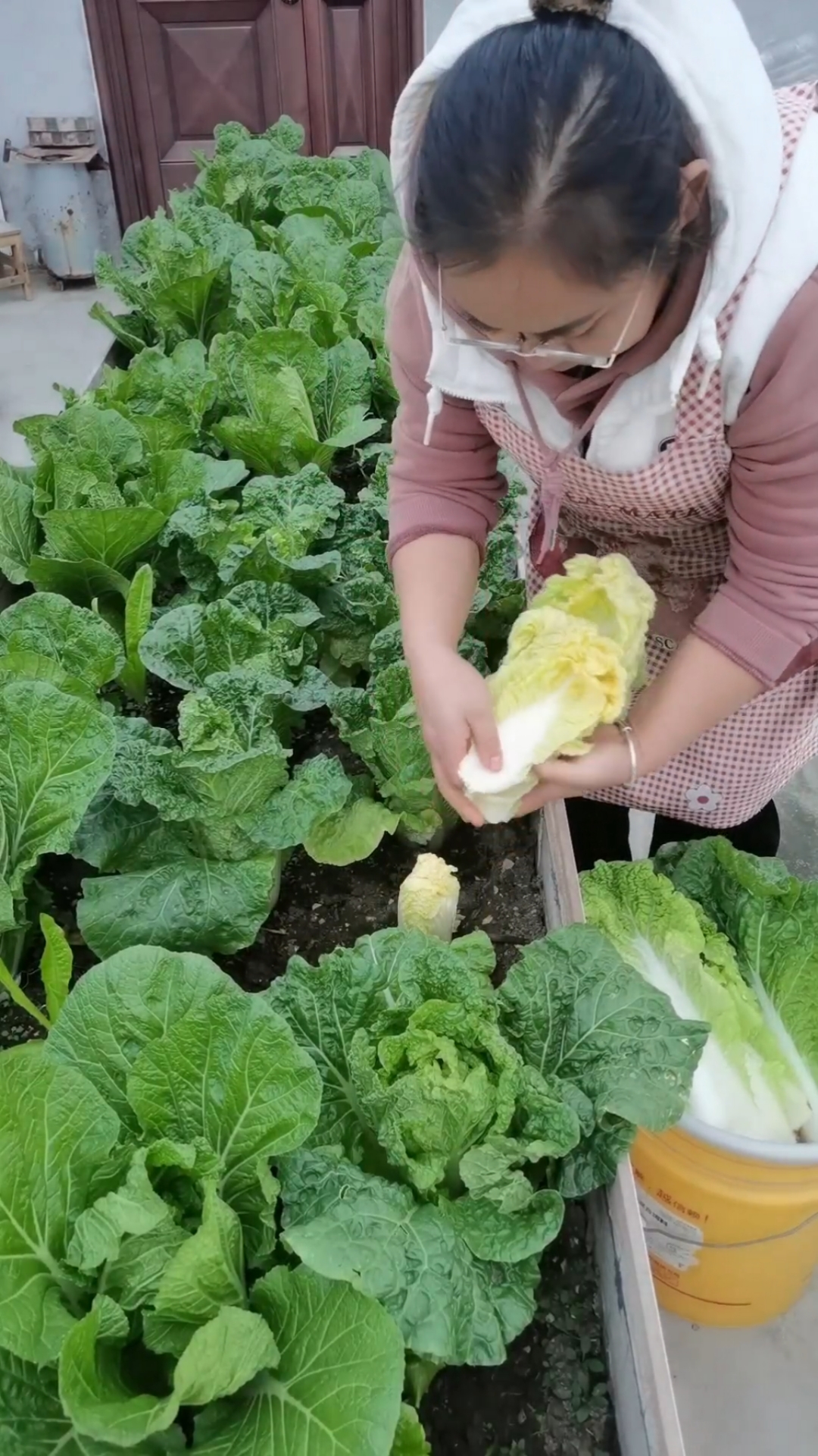 自己种的黄心大白菜
