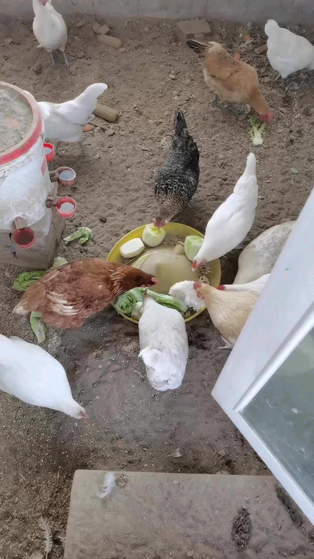 楼顶小农场,喂鸡日常乐无边!每天与小鸡们嬉戏,看它们啄食嬉闹