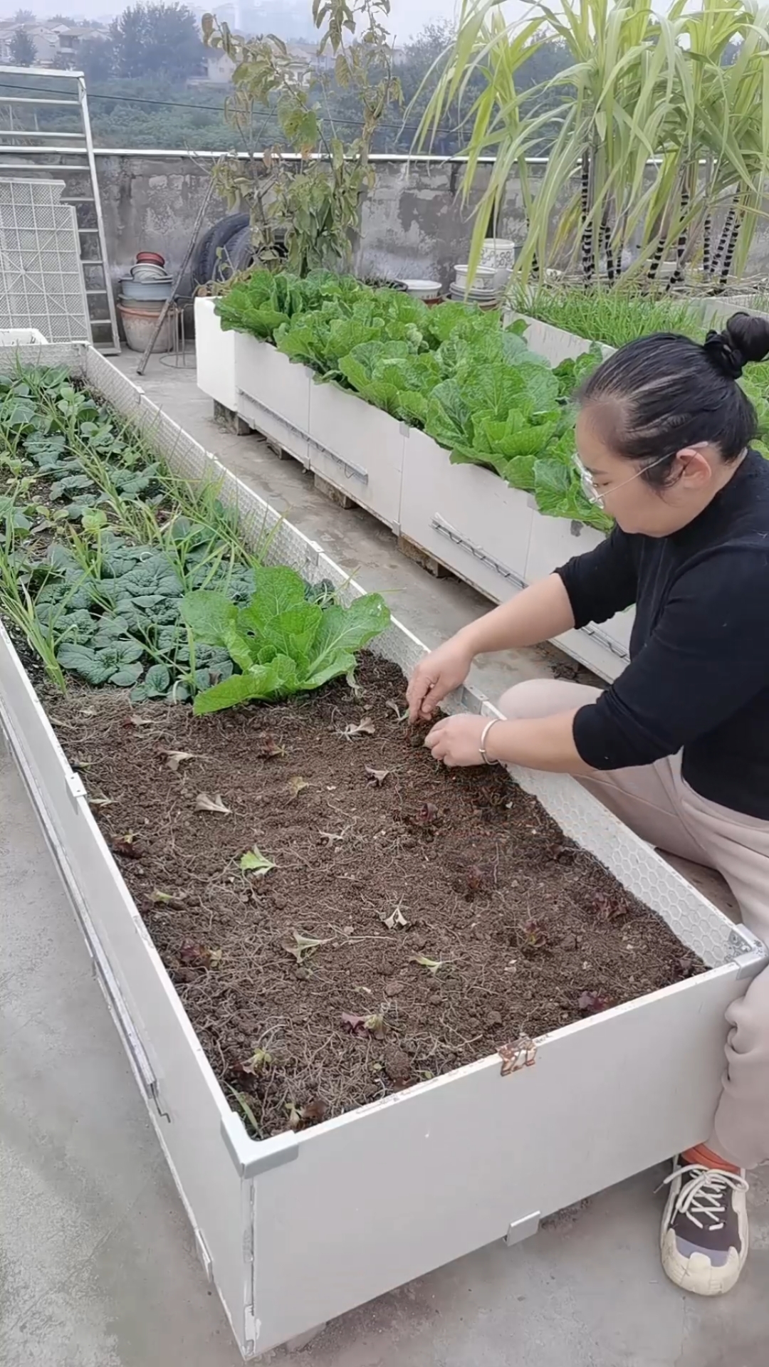 移栽紫叶生菜苗