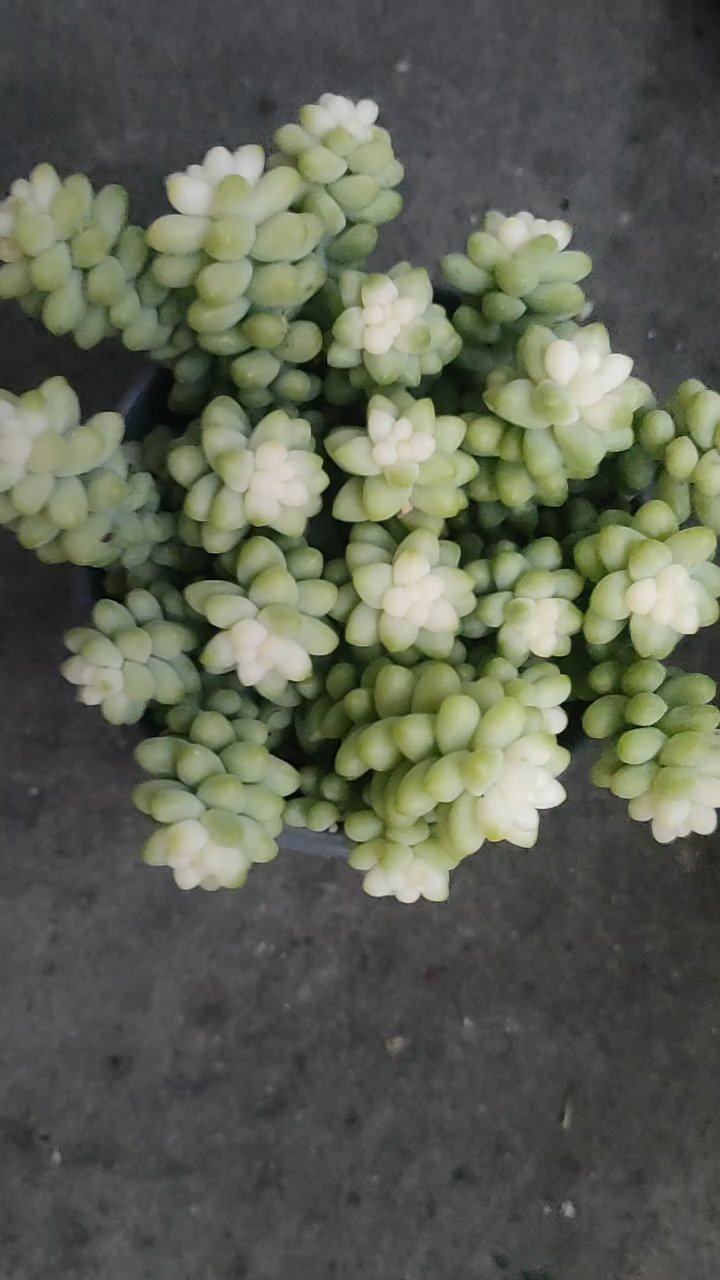 多肉植物