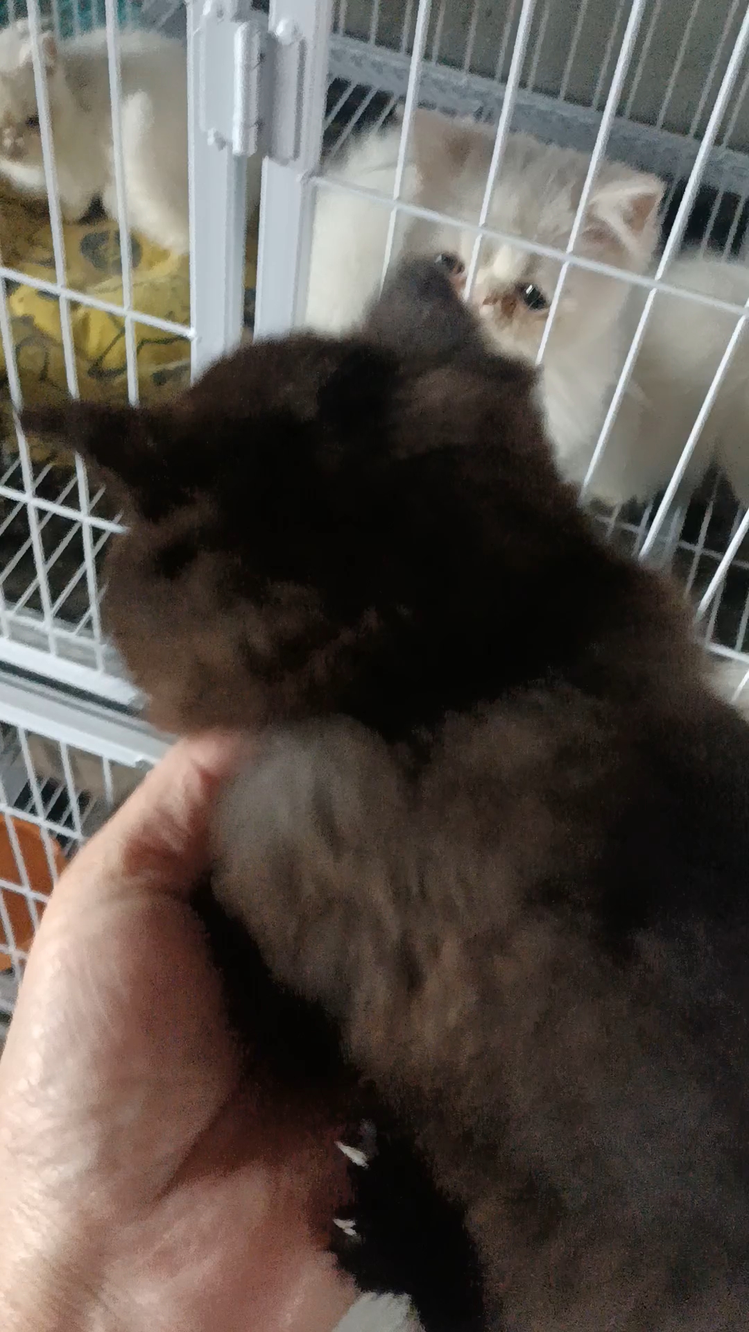 肉桂色猫还是巧克力色猫?