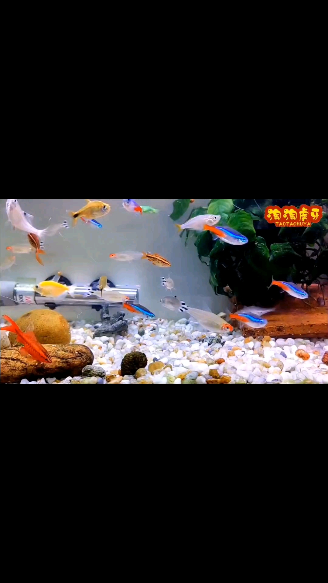 漂亮的各种灯鱼混养
