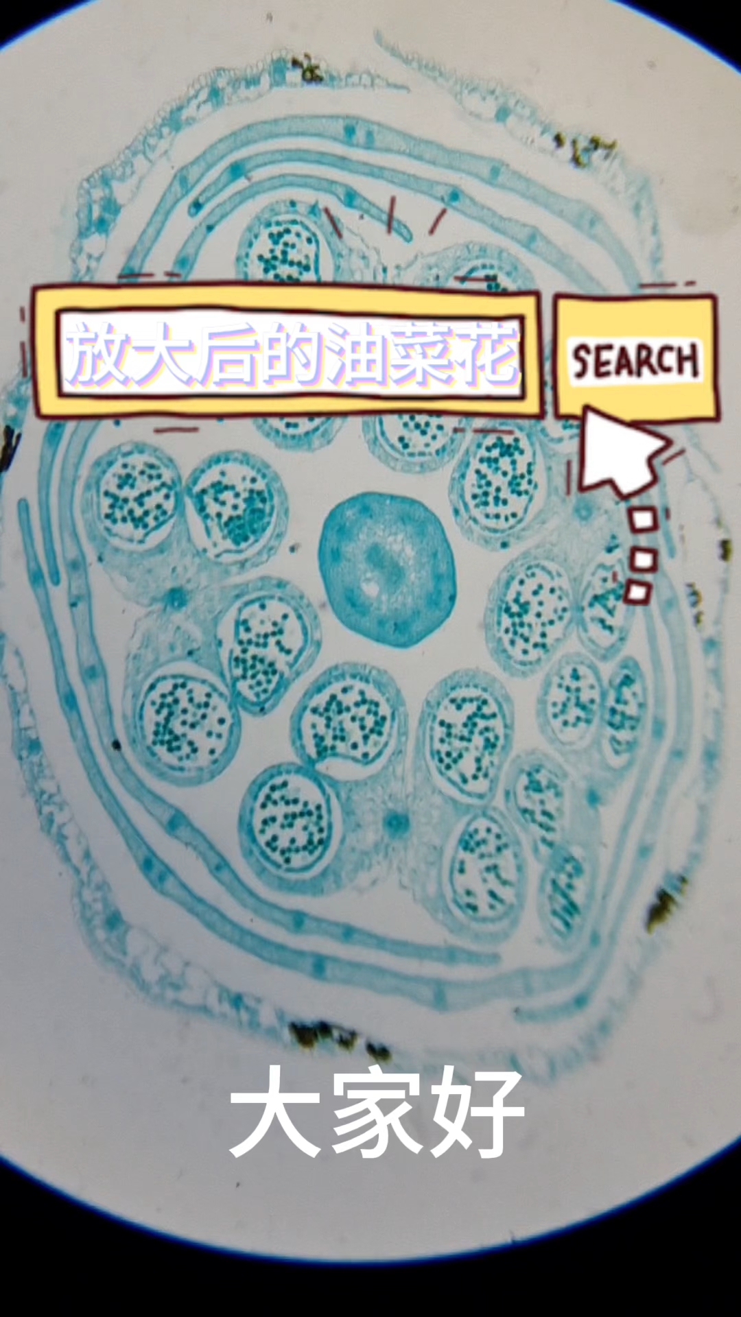 油菜花放大1000倍又是一个小世界