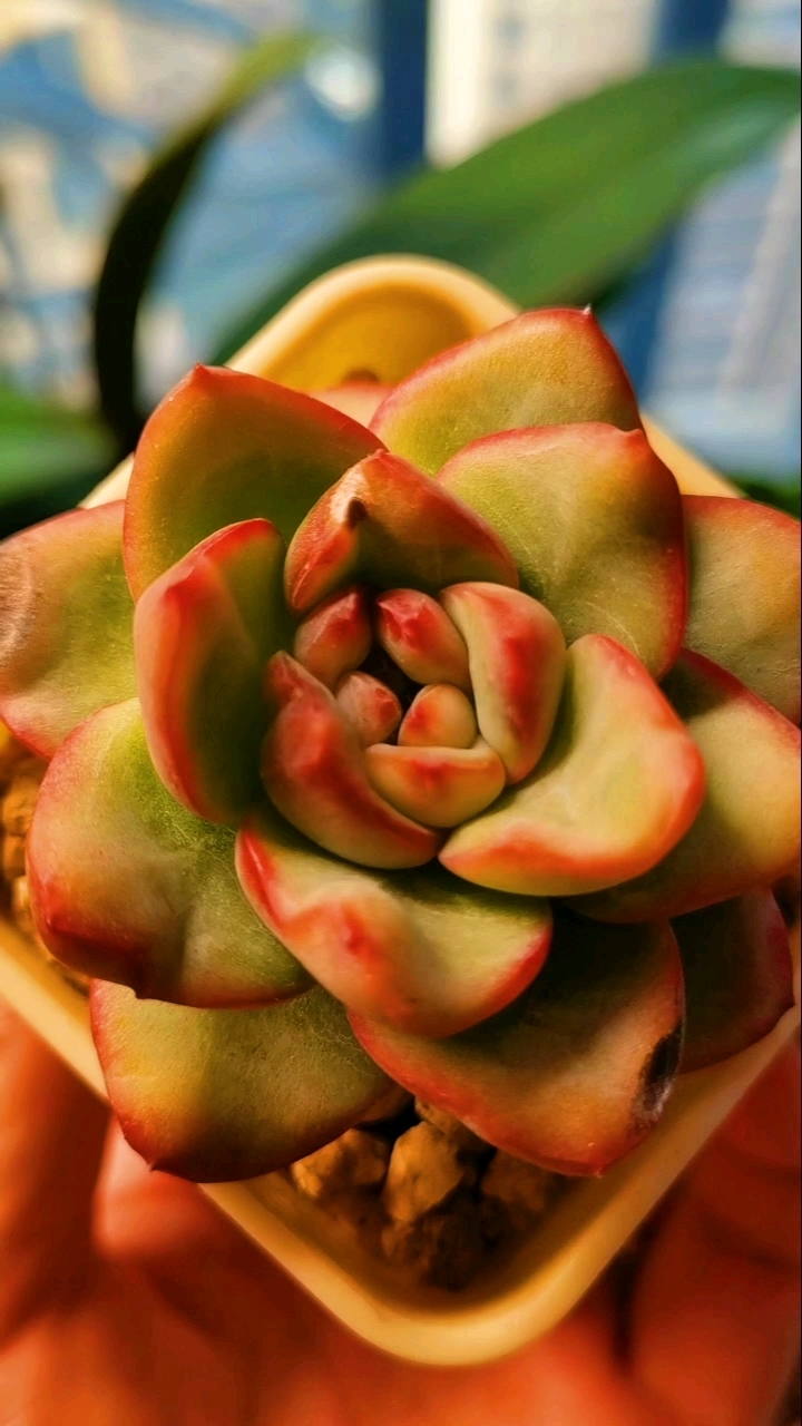 奶油泡芙多肉又美起来了