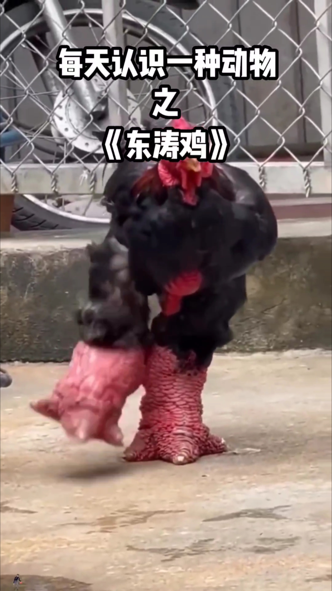长着大脚丫的鸡哥