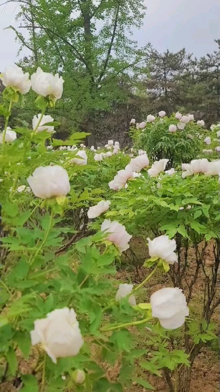 春日西安大明宫,白牡丹花开太美了