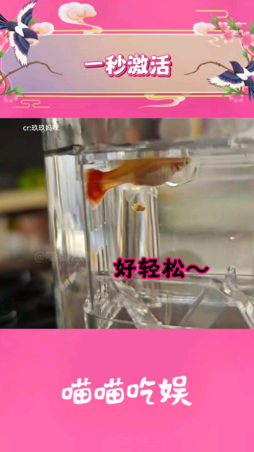 还巨能生 #孔雀鱼 #产崽 