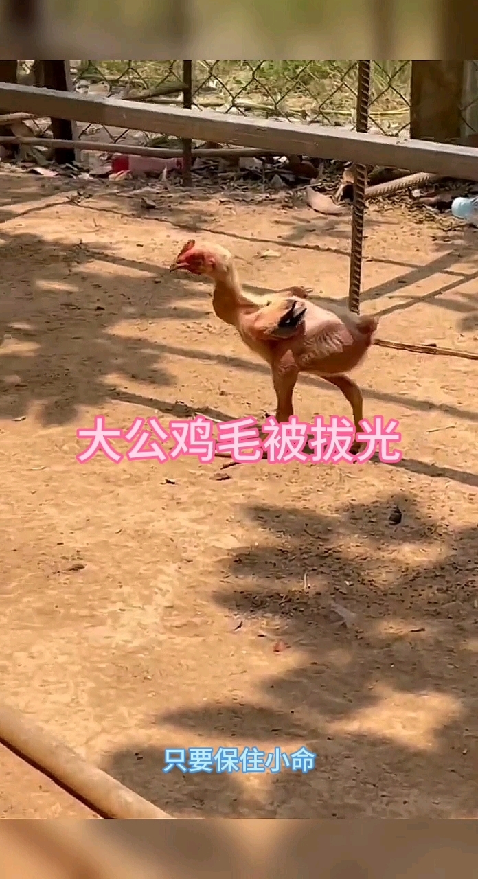 老鹰把大公鸡的毛都拔光了