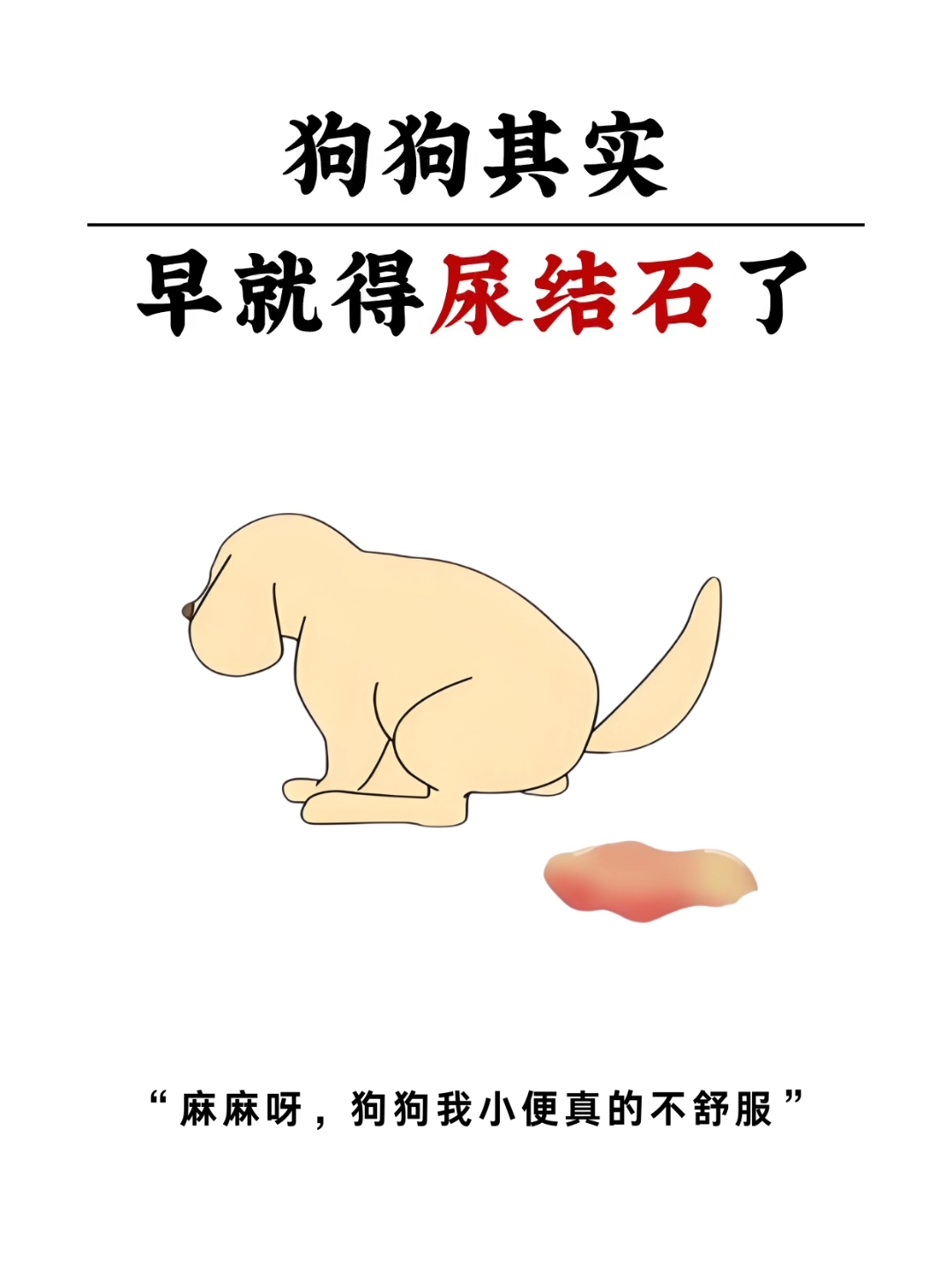 狗狗小便不适,可能患尿结石,别抱侥幸心理了!