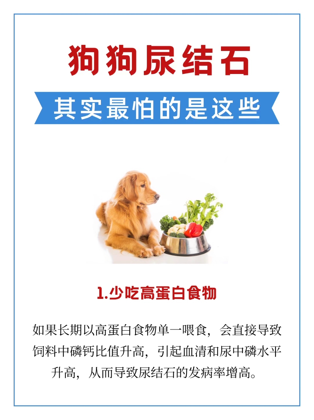 狗狗尿结石要当心!高蛋白饮食易引发结石....