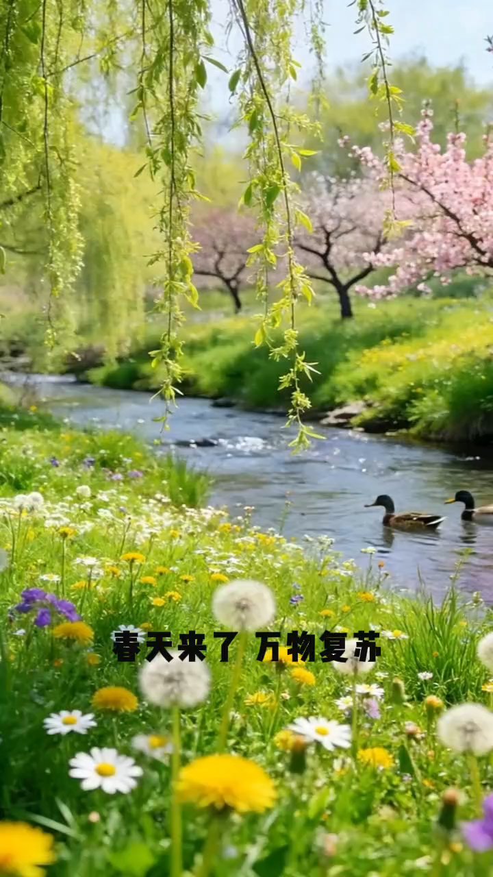春日河畔鸭戏水，金黄花开满岸香#春日限定美景# #小溪流水声# 鸭子戏水捕鱼
