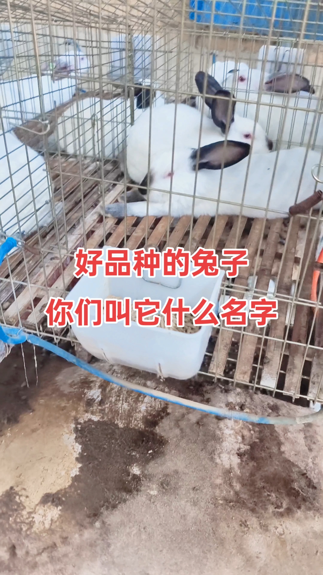 广西养得多的肉兔品种,伊拉兔、伊高乐、伊普吕、八点黑等#伊拉