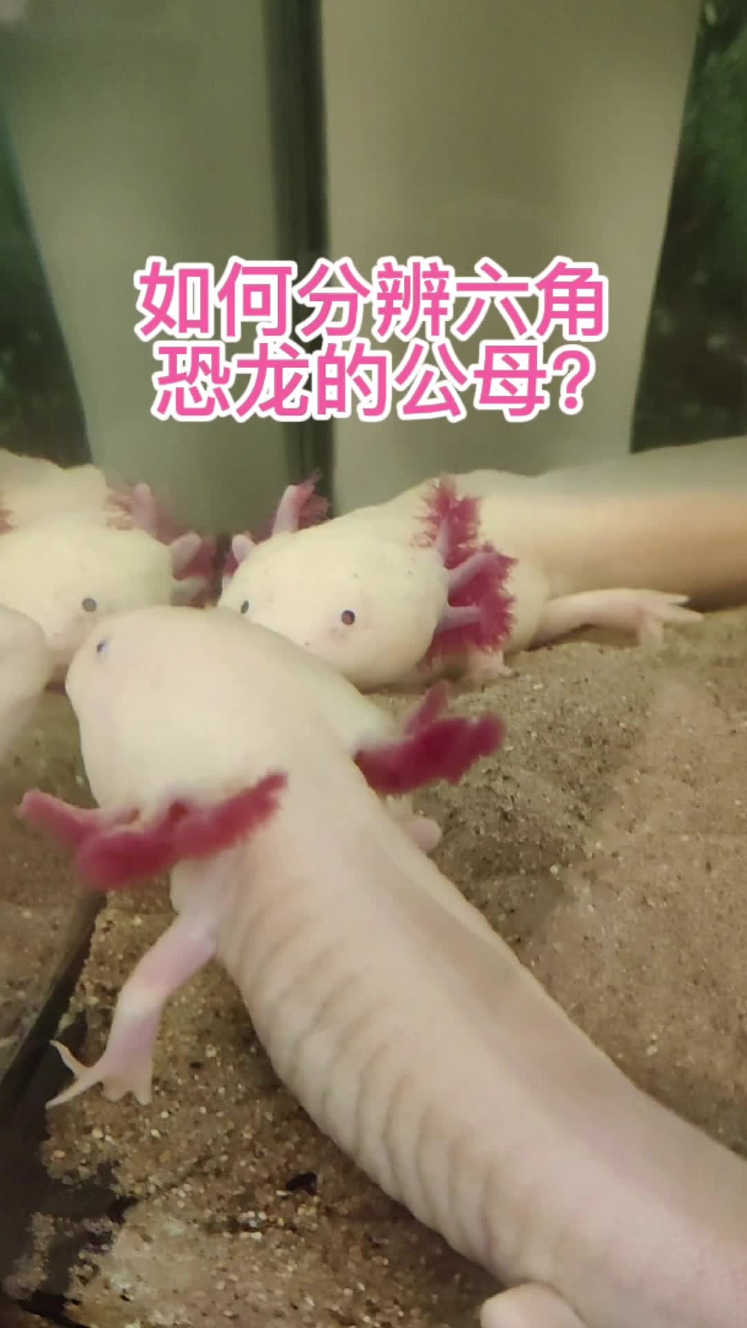 如何分辨六角恐龙的公母?
