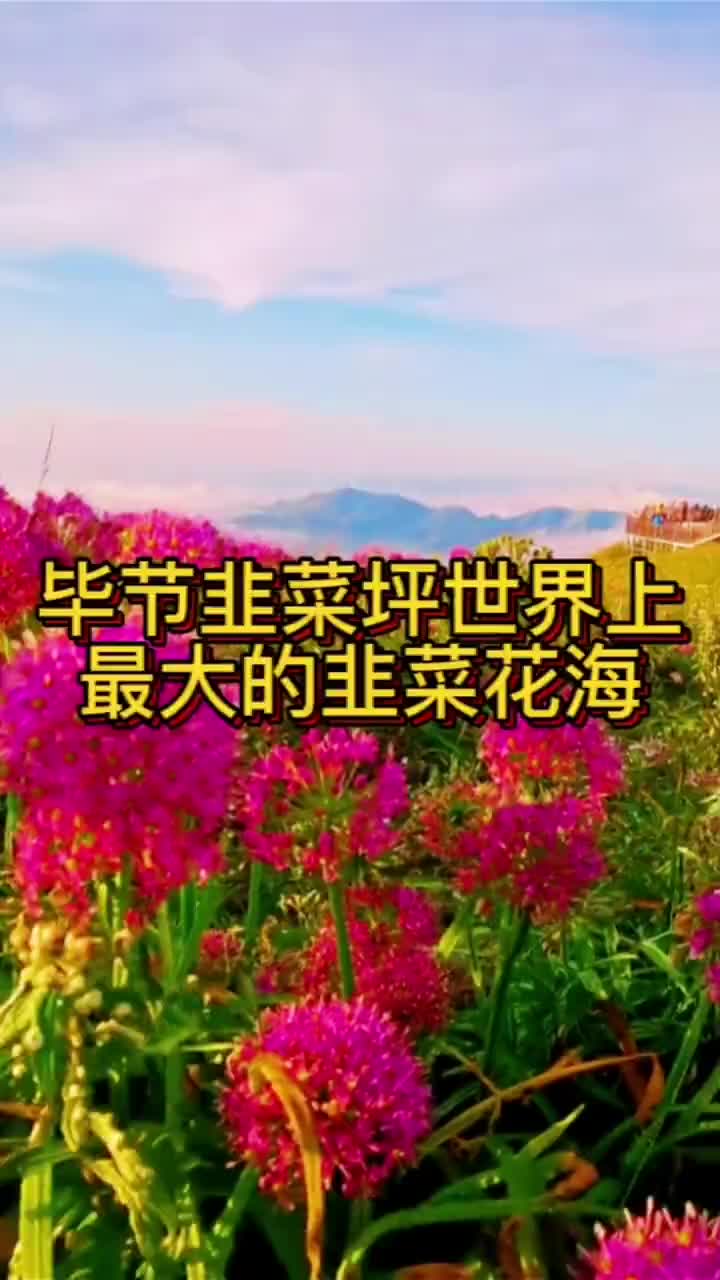 世界上最大的韭菜坪花海毕节赫章县韭菜坪