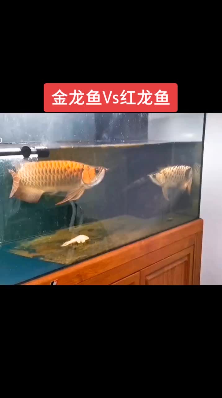 金龙鱼Vs红龙鱼