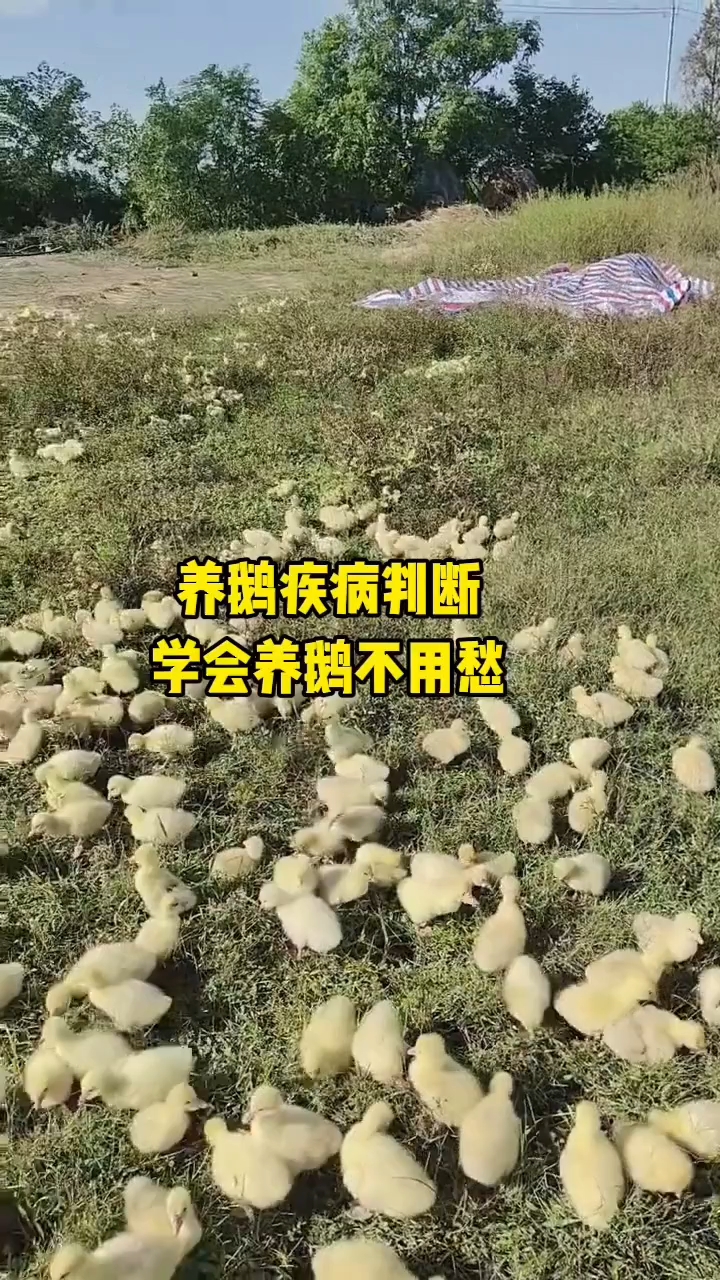 判断鹅病有这几点方法