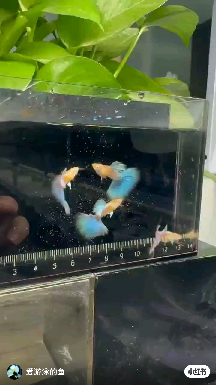 最美孔雀鱼