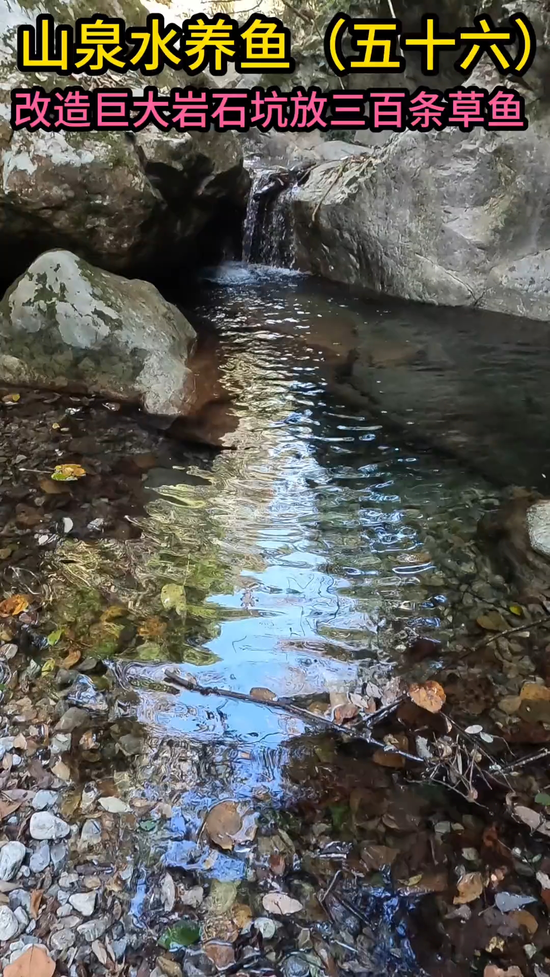 改造巨大岩石坑，放养三百条草鱼！#山泉水养鱼