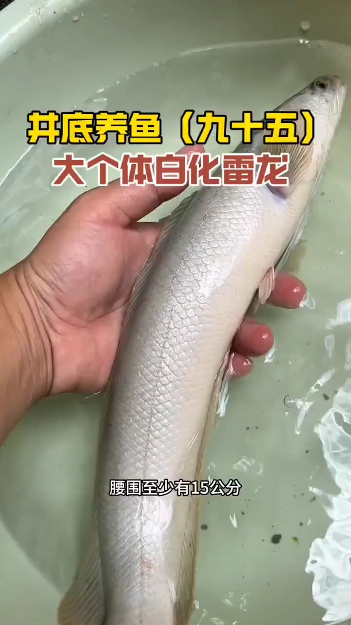 放条40厘米公的白化雷龙下井，给之前放的母鱼做个伴！#井底