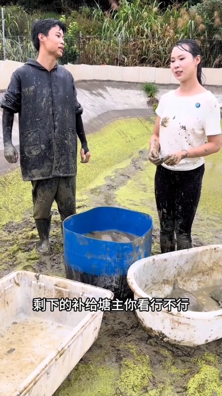 和文杰花2200包甲鱼塘抓甲鱼记录生活