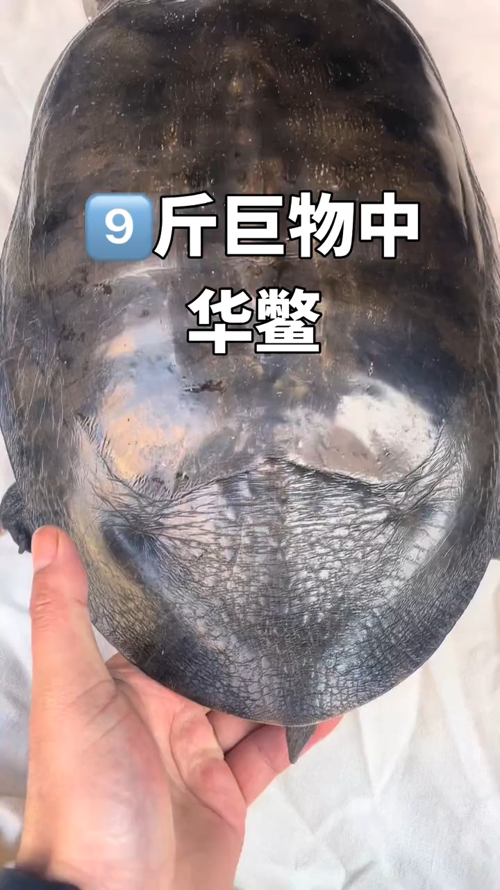 9斤巨物野生大公甲鱼
