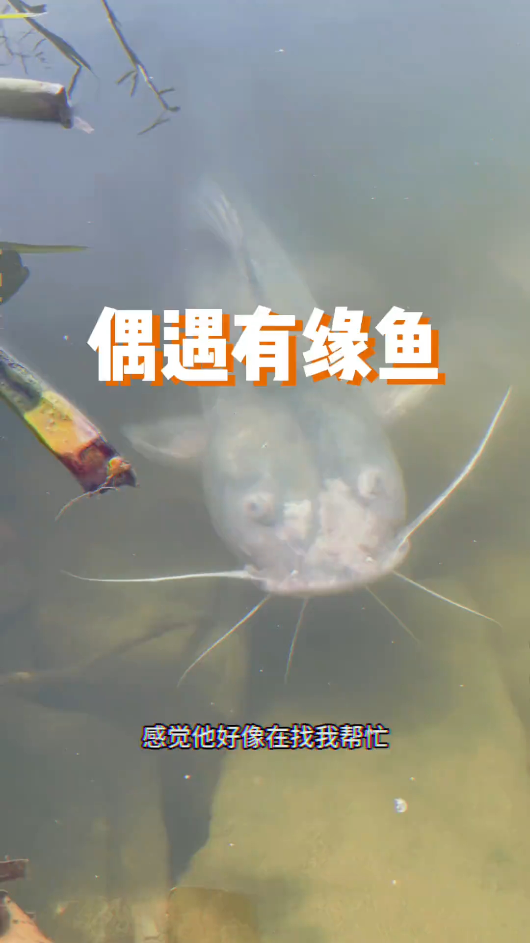 这是我目前见过东江最大的鱼了,感觉不像是鲶鱼! #东江