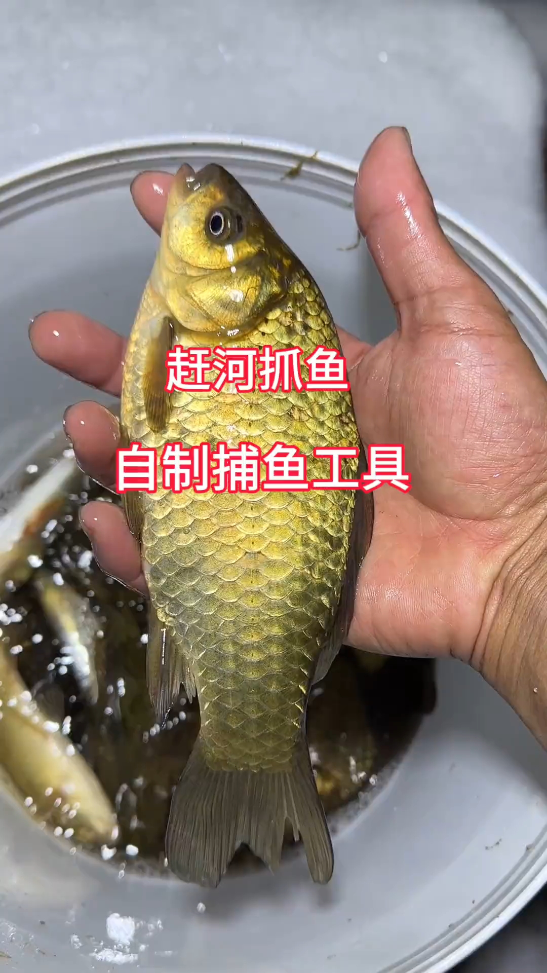 夜晚赶河抓鱼 之自制捕鱼工具 #户外#抓鱼#我的乡村生活