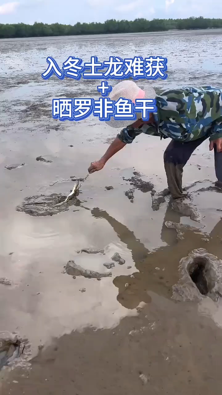 #三农耕耘计划 冬天赶海少,捕捉咸淡水的罗非鱼晒干 #赶海