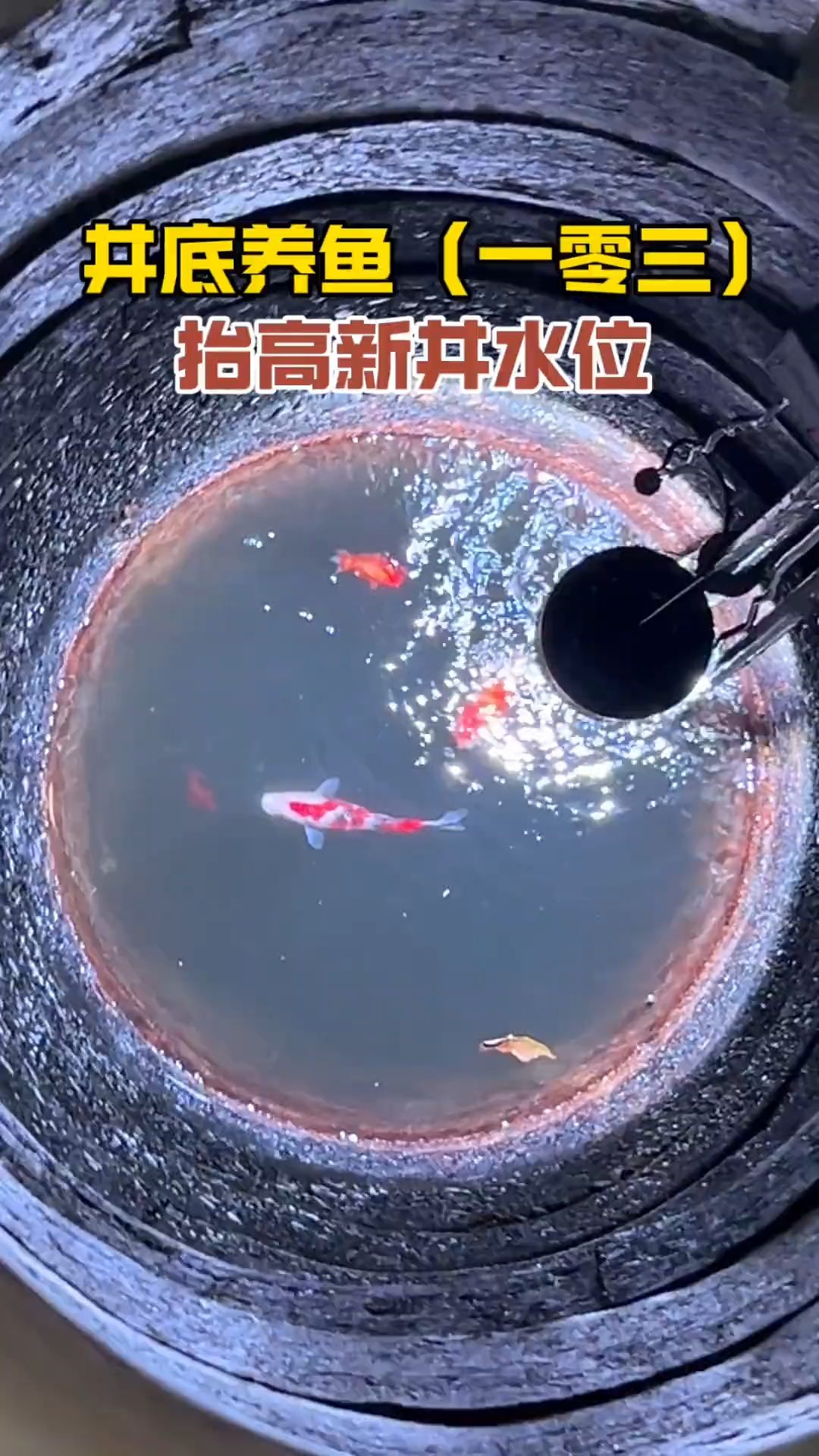 抬高新井的水位，从井口看漂亮多了！#井底养鱼 #兰寿金鱼