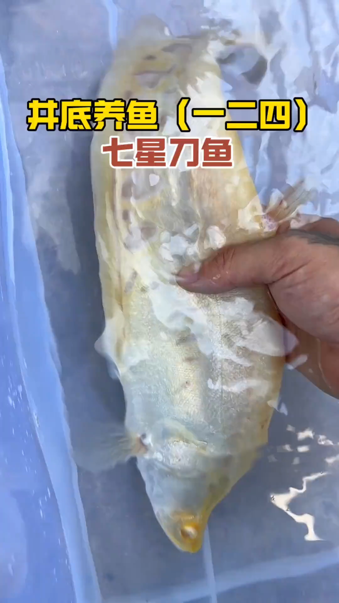 放一条黄金七星刀下井#井底养鱼 #黄金七星刀 #热带鱼