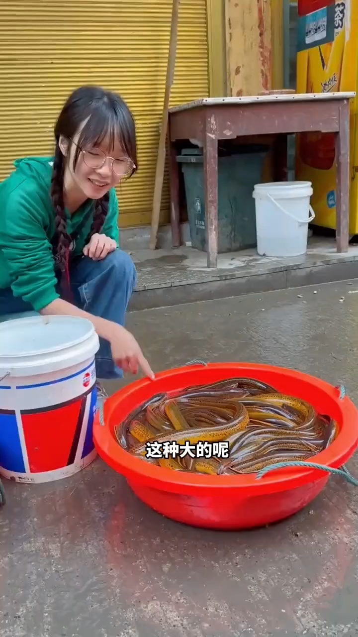 花1521收的鳝鱼去摆摊,你们觉得一斤以上的卖多少合适?