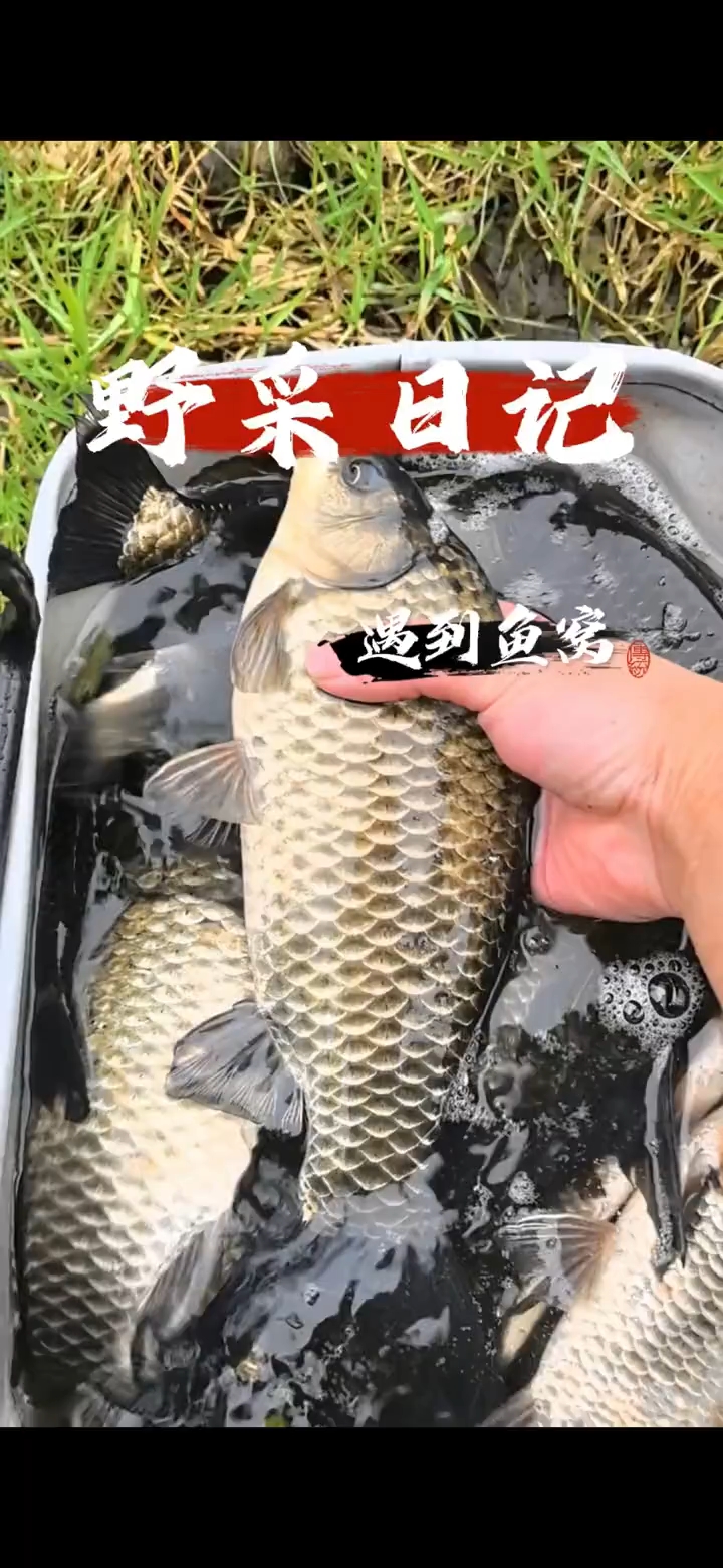 本来打算来抓黄辣丁,意外碰到鱼窝,全是七八两的大板鲫,太过瘾