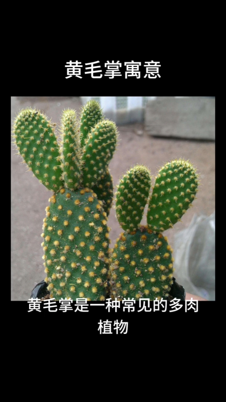 黄毛掌寓意美好,来养一盆吧