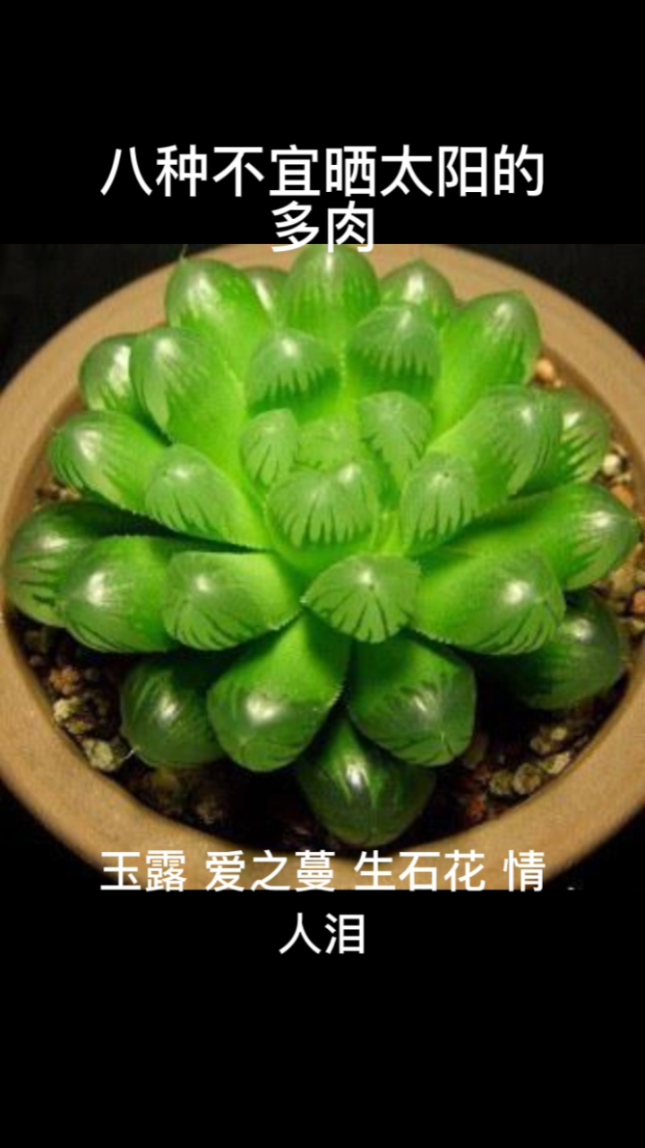 喜阴的8种多肉,光照不足的宝贝可以养