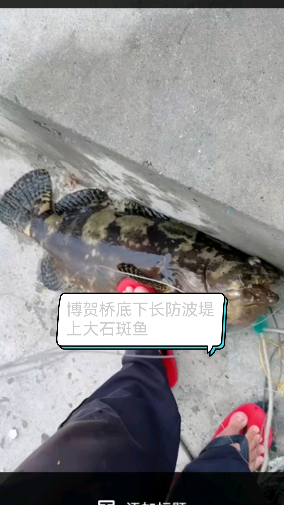 博贺桥底下长防波堤上大石斑鱼,目测20斤这个位置经常上石斑小石斑比较多曾经晚上钓涨潮上7条