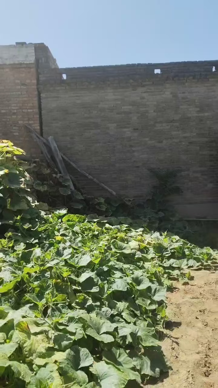 老舅农家院子小菜园