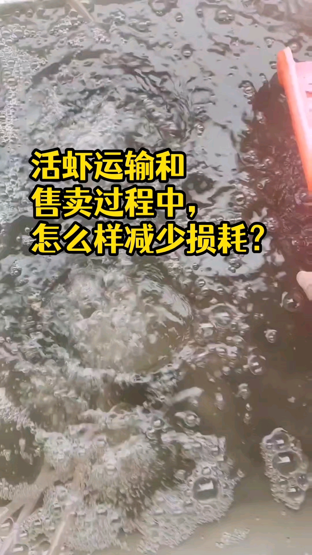 活虾运输和售卖过程中,怎么样做好暂养?减少死亡,提升鲜活度。