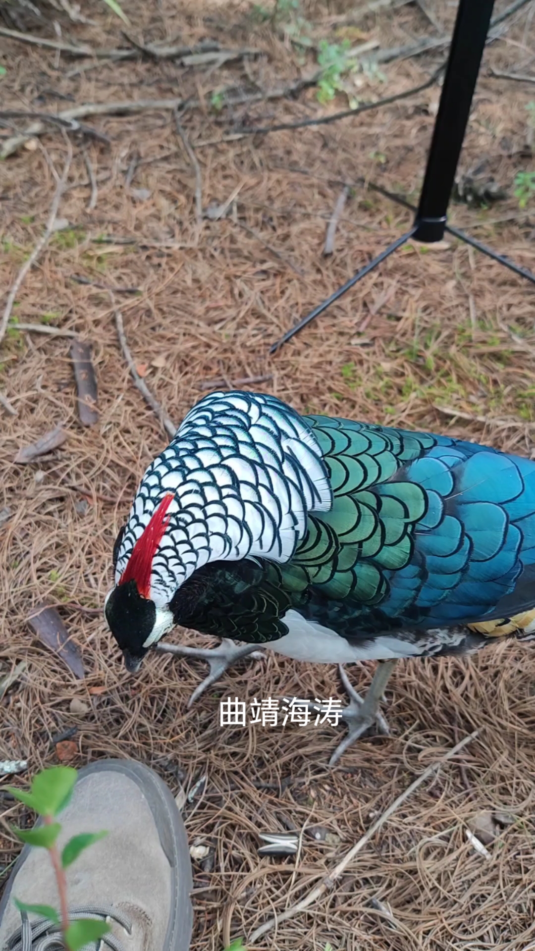 野生白腹锦鸡精选视频!