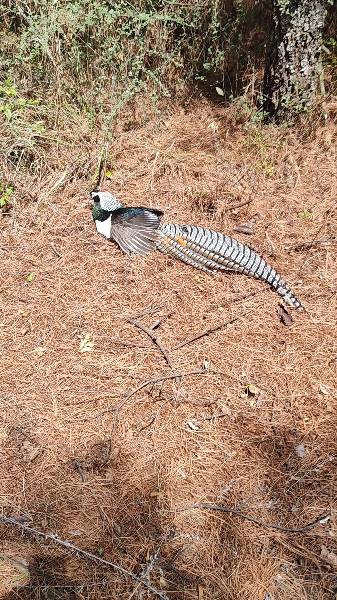 分享野生白腹锦鸡,白腹锦鸡又名富贵鸟,祝刷到的健康平安,吉祥