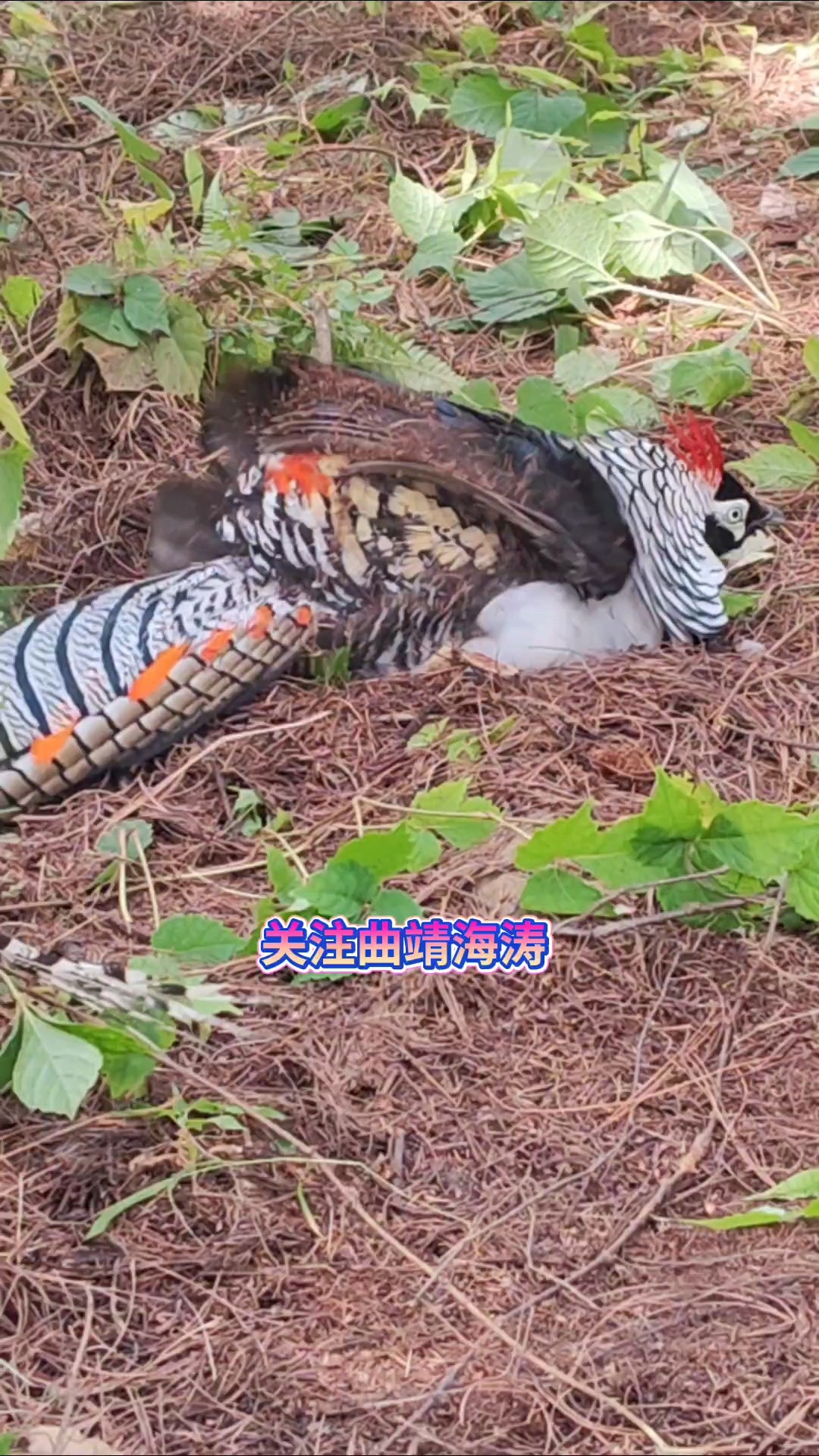 野生白腹锦鸡精选视频!