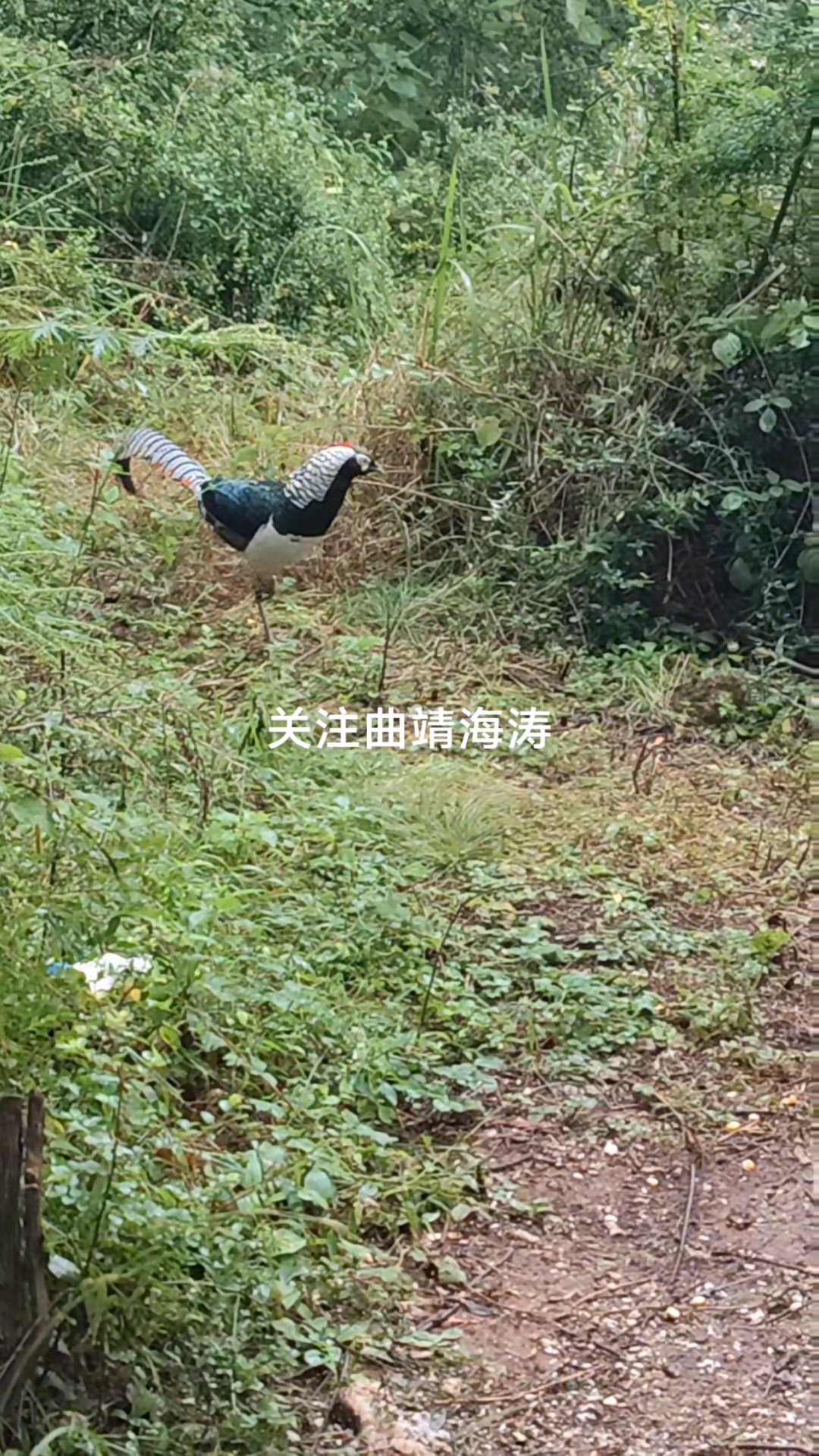 神奇美丽冻人的野生白腹锦鸡